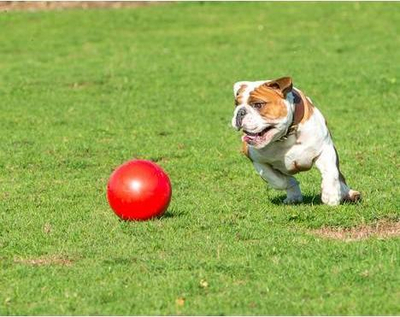 Top për qen Boomer Ball, masa M 15cm, i kuq