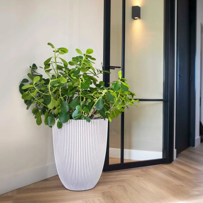 Vazo Capi Europe Elegant Low Groove NL, 46x58 cm, polietilen i ricikluar, ivory e bardhë