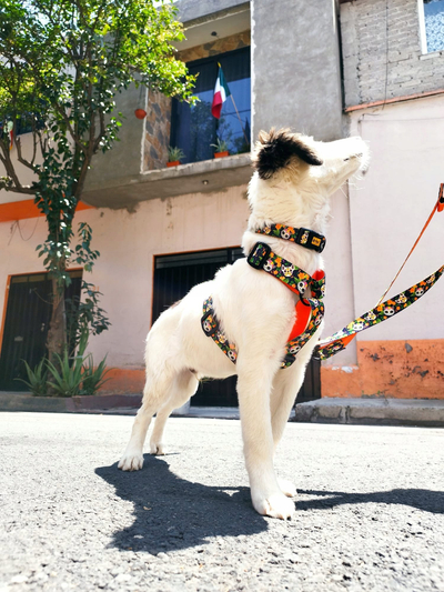 Ham për qen Dingo Guard City Chiapas M, i rregullueshëm, shumëngjyrësh