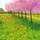 Kartolinë Susan Entwistle “Tulips”, me zarf, me shumë ngjyra