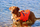 Jelek shpëtimi për qen Active Canis Life Jacket M, neopren, reflektues, portokalli