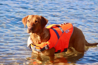 Jelek shpëtimi për qen Active Canis Life Jacket M, neopren, reflektues, portokalli