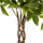 Bimë dekorative në vazo PACHIRA MACROCARPA (HM4002), 100Hcm
