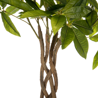 Bimë dekorative në vazo PACHIRA MACROCARPA (HM4002), 100Hcm