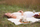 Qiri Chesapeake Bay Mind &amp; Body Peace + Tranquility, 3 fitila, 311g, i bardhë