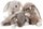 Lepur kukull Molli Toys, 23cm, i kaftë