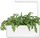 Farat Click and Grow Shungiku, set 3 copë, për Smart Garden, jeshile