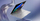 Laptop Asus Vivobook S 15 OLED S5507QA-MA049W, 15.6", Snapdragon X Elite X1E-78-10, 32GB RAM, 1TB SSD