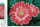 Set pikturimi me diamant DIAMOND DOTZ Pink Gerberas, kanavacë dekorative, margarita rozë