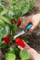 Thikë kopshti Gardena VeggieCut 12211-20, çelik inox, ergonomike, e përshtatshme për pjatalarëse