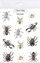 Tatuazhe të përkohshme Mama Paints Washable Tattoos Spiders, që lahen, për kalamaj