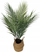 Bimë artificiale ProGarden Palm, 64 cm, shportë varëse, e gjelbër