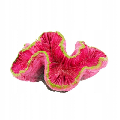 Zbukurim akuariumi anemonë e kuqe, 12 cm