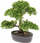 Bimë zbukuruese Emerald Fikus Mini Bonsai, artificiale, 32cm, jeshile