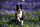 Pallto për qen Trixie Explore the World, që s’e kap uji, 55 cm, e zezë