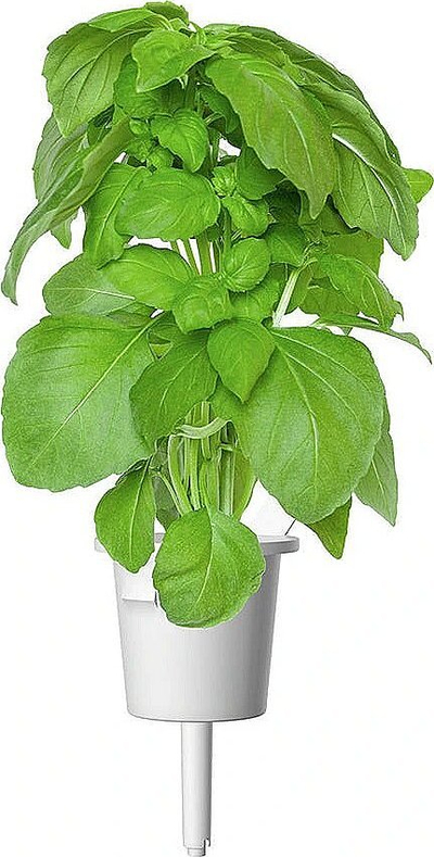 Kapsula bimore Click & Grow Marseille Basil, për kopsht smart, pako me 3 copë, jeshile