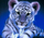Set pikture me diamant Blue Tiger, 5D, tablo me tigër të vogël blu
