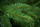 Pemë Krishtlindjesh artificiale Natural Spruce, 220cm, bazë e fortë, e gjelbër