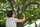 Gërshërë krasitëse Gardena TeleCut 520-670 B, me krahë teleskopikë 52-67 cm, pret degë deri në 4.2 cm