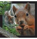 Kartolinë 3D Postcard Squirrel, efekt optik, shumëngjyrëshe