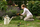 Dorezë Fiskars QuikFit, 30 cm
