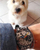 Orë dore Swatch SUOB125
