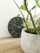 Orё muri Nextime Paul 7345ZW