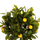 Bimë dekorative sintetike pisha limoni Φ15 (HM4019)