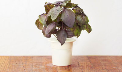 Капсула билка Click &amp; Grow Red Basil, 3 парчиња, за паметна градина, црвен босилек