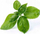 Mbushje Veritable Organic Lingot Sweet Basil, borzilok i ëmbël bio, për kopsht mrena në shpi