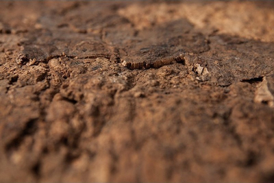 Aksesorë për terrarium për reptilë dhe amfibë, zbukurime, strofulla për fshehje