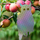 Repeler zogjsh OD19 Kukuvajkë Sitting Owl, holografike, 41 cm, PVC, shumëngjyrëshe