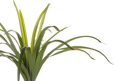 Bimë artificiale Dracaena Anita, 147 cm, jeshile, vazo e zezë