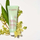 Pastrues fytyre Clarins Purifying Gentle Foaming Cleanser, për lëkurë me yndyrë dhe të përzirë, 125 ml