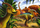 Puzzle edukativ Trefl MiniMaxi Discover the World Dinosaurs, 20 pjesë, shumëngjyrësh