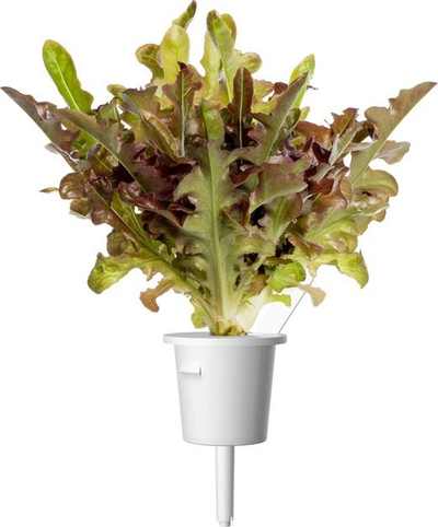 Rimbushje sallate Click & Grow Red Oakleaf Lettuce, 3 kapsula, për kopsht inteligjent
