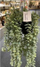 Bimë artificiale varëse Home Styling Collection Senecio, për zbukurim, jeshile, me vazo të zezë