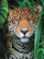 Puzzle Clementoni Jaguar në Xhungël Small Box, 500 copa, shumëngjyrësh