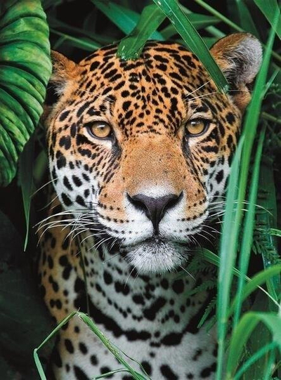 Puzzle Clementoni Jaguar në Xhungël Small Box, 500 copa, shumëngjyrësh