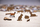 Puzzle druri Animal Puzzle Lion, 100 copëza, shumëngjyrësh