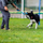 Играчка за кучиња Dingo Dog Chew Toy Artificial Fur On Bungee, 55cm, синтетичко крзно, еластична рачка