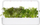 Fara bimore Click and Grow Red Frilly Mustard, pako me 3 copë, për Smart Garden, jeshile
