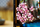 Set LEGO Japanese Cherry Blossom Landscape, dekor muri, shumëngjyrësh