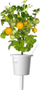 Kapsula bimore Click &amp; Grow, Yellow Mini Tomato, set me 3 copë