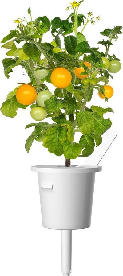 Kapsula bimore Click &amp; Grow, Yellow Mini Tomato, set me 3 copë