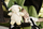 Lodër pelushi me tinguj Cloud B Sleep Sheep on the Go, portative, shumëngjyrëshe