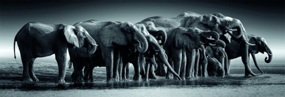 Puzzle Clementoni Herd of Giants, 1000 pjesë, panoramik 98 x 33 cm, shumëngjyrësh