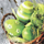 Letërpeceta dekorative Easter Napkin P SPM335000, 33x33 cm, 20 copë, jeshile