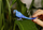 Figurinë lodër Schleich Wild Life Hyacinth Macaw, për fëmijë 3+, blu