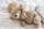 Jastëk ngrohës Teddykompaniet, arush kafe prej pelushi, 35 cm